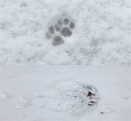 고양이 발자국, 시간의 흔적을 따라